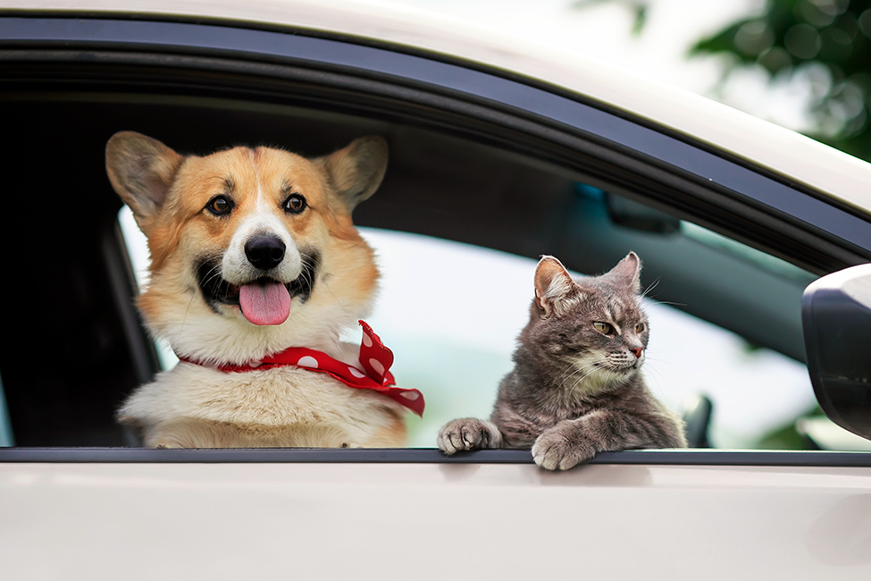 How can you safely transport your pet by car?