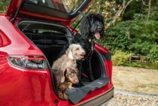 This accessory pack aims to make car rides safer and more comfortable for dogs
